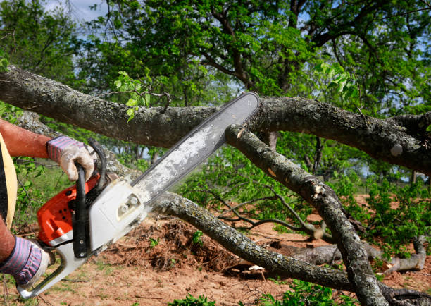 Best Tree Stump Removal  in California, MD